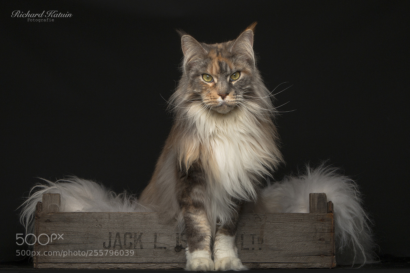 Canon EOS 70D sample photo. Yentle photography