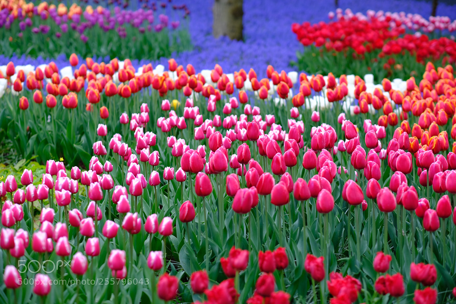 Fujifilm X-T20 sample photo. Tulips  photography