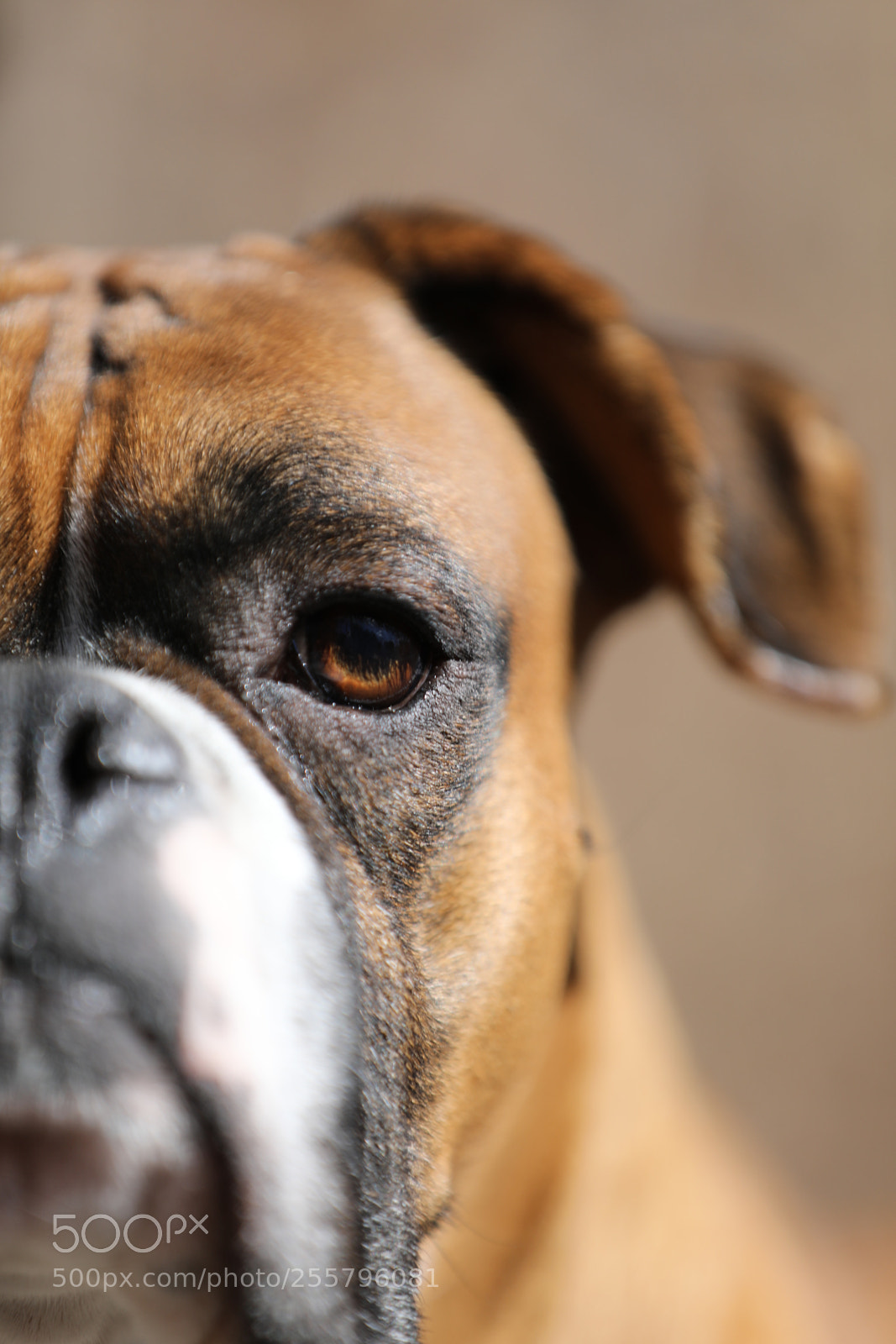 Canon EOS 5D Mark IV sample photo. Boxer photography