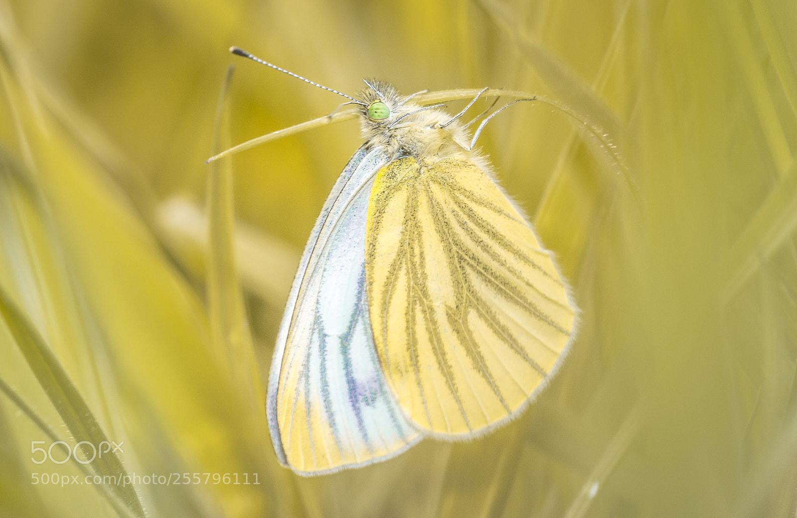Nikon D7100 sample photo. Sunset butterfly photography