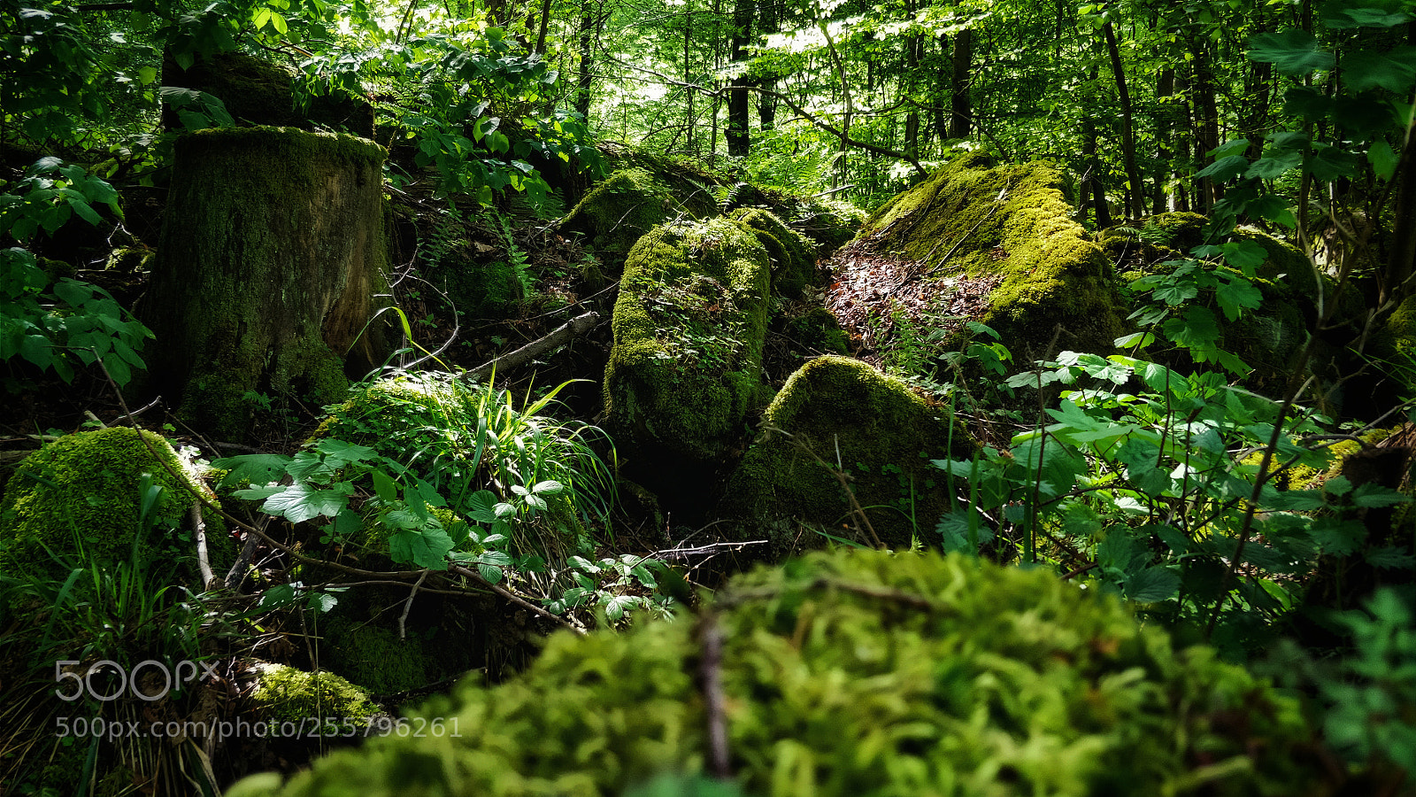 OnePlus 5 sample photo. Moss stone forest...! photography