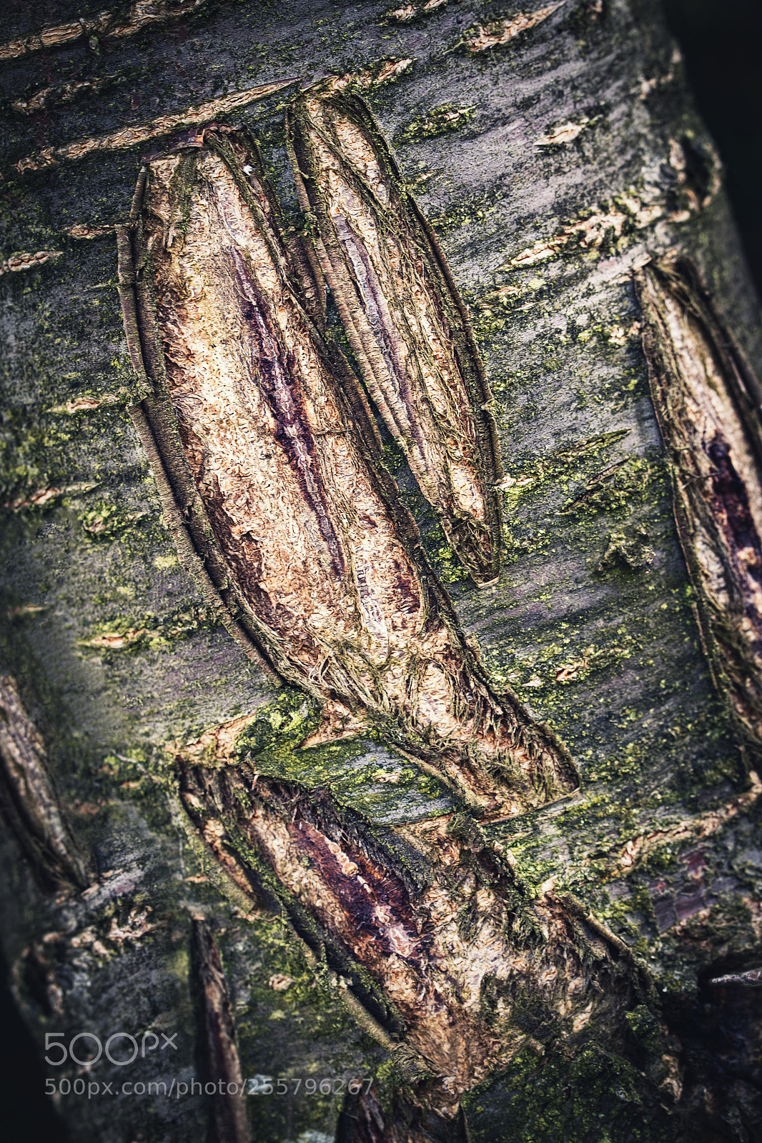 Nikon D5500 sample photo. Old dark tree bark photography
