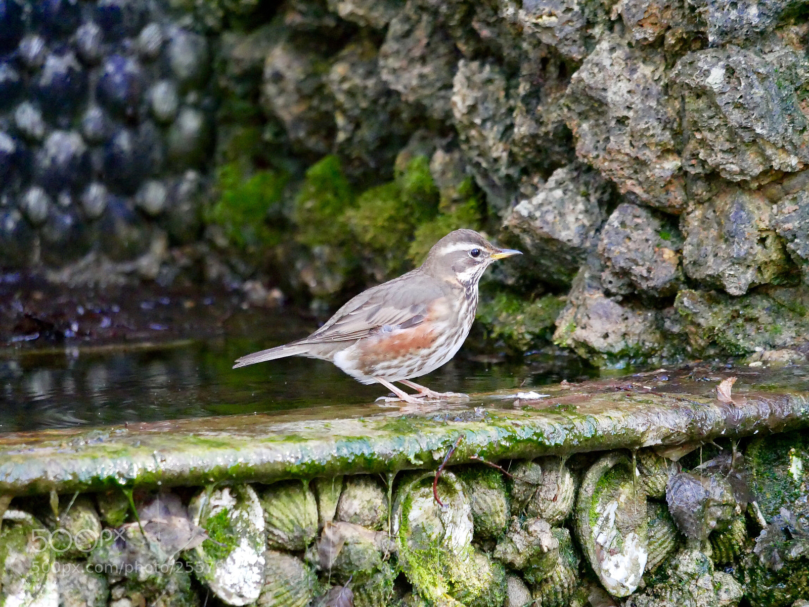 Panasonic Lumix DMC-G85 (Lumix DMC-G80) sample photo. Grive mauvis photography