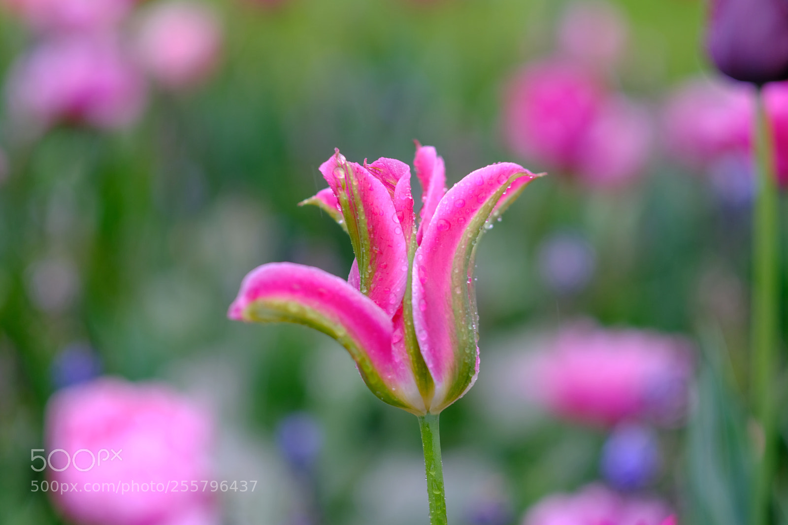 Fujifilm X-T20 sample photo. Tulip photography