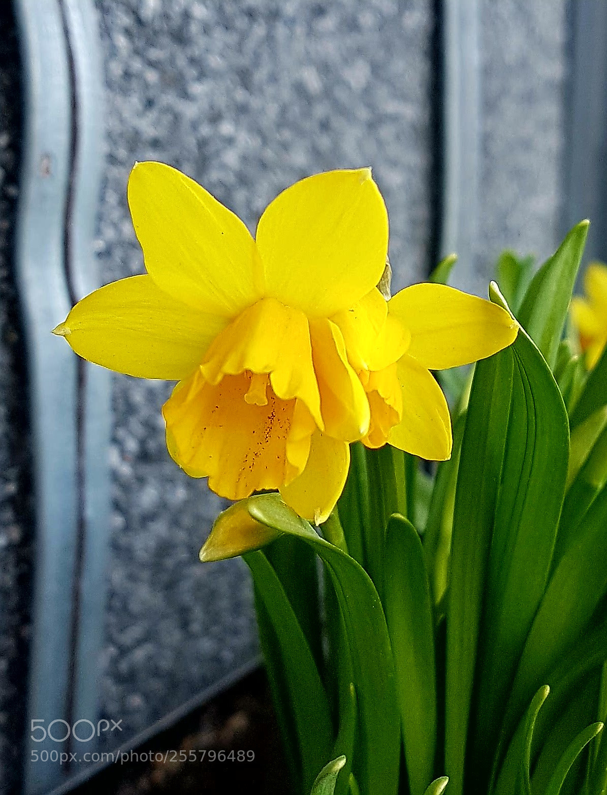Samsung Galaxy S7 Edge sample photo. Nergis photography