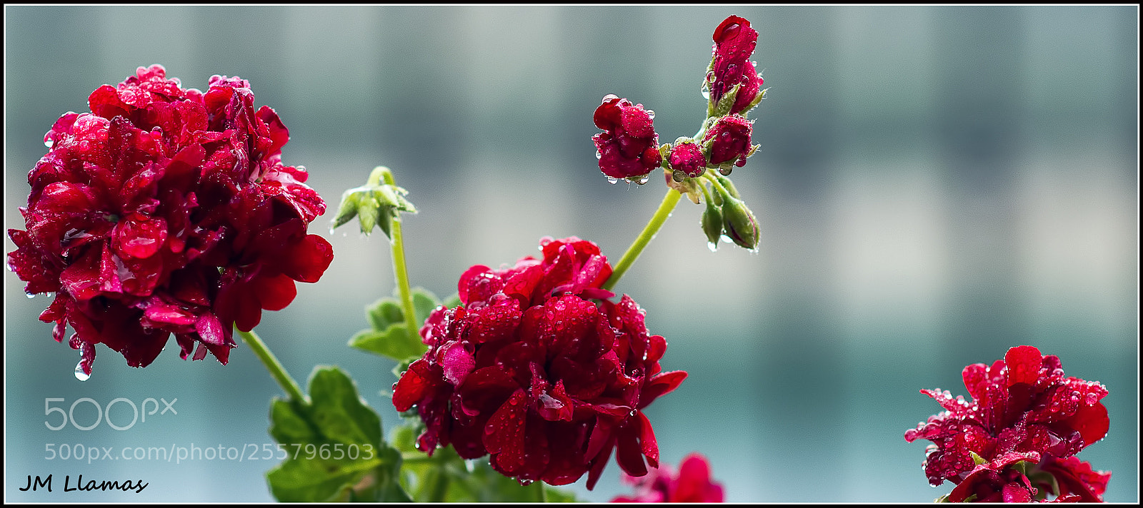Nikon D610 sample photo. Florespatio photography