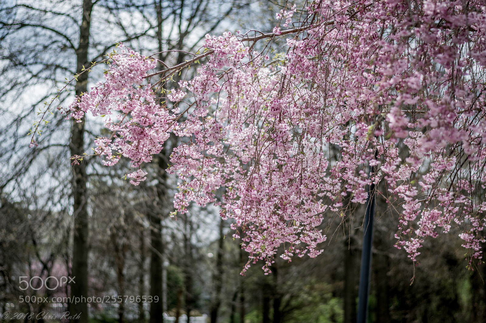 Nikon D5300 sample photo. Spring blooms photography