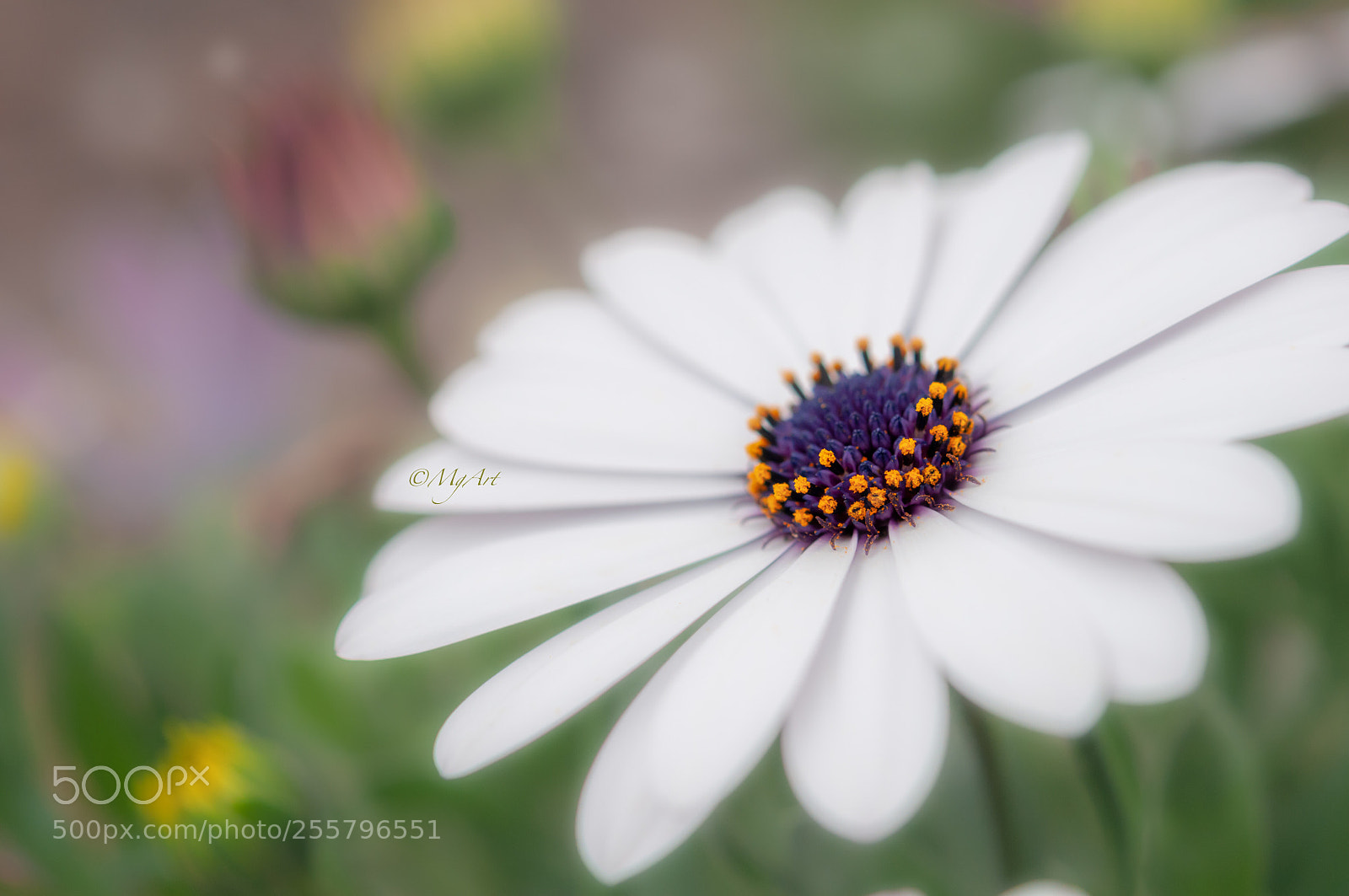 Nikon D300 sample photo. Margherita africana photography