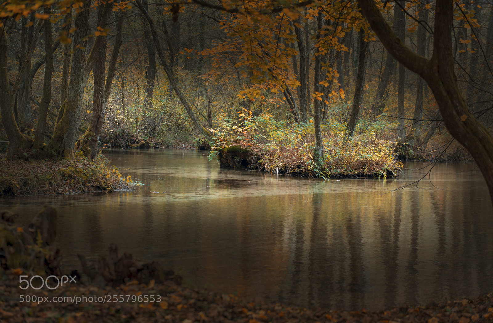 Nikon D610 sample photo. View of river photography