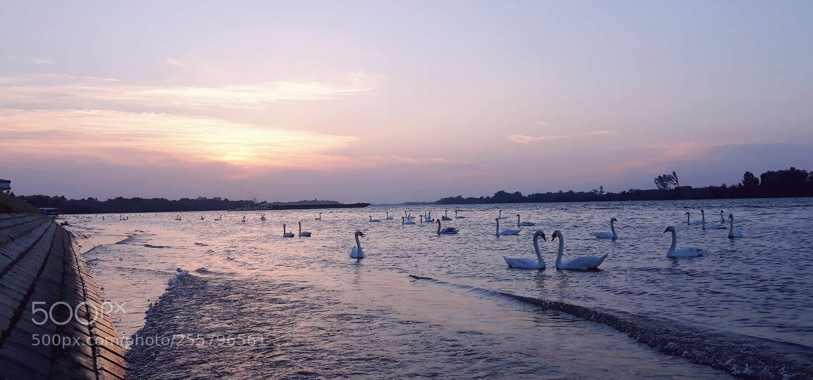 Samsung Galaxy J7 sample photo. Swans photography