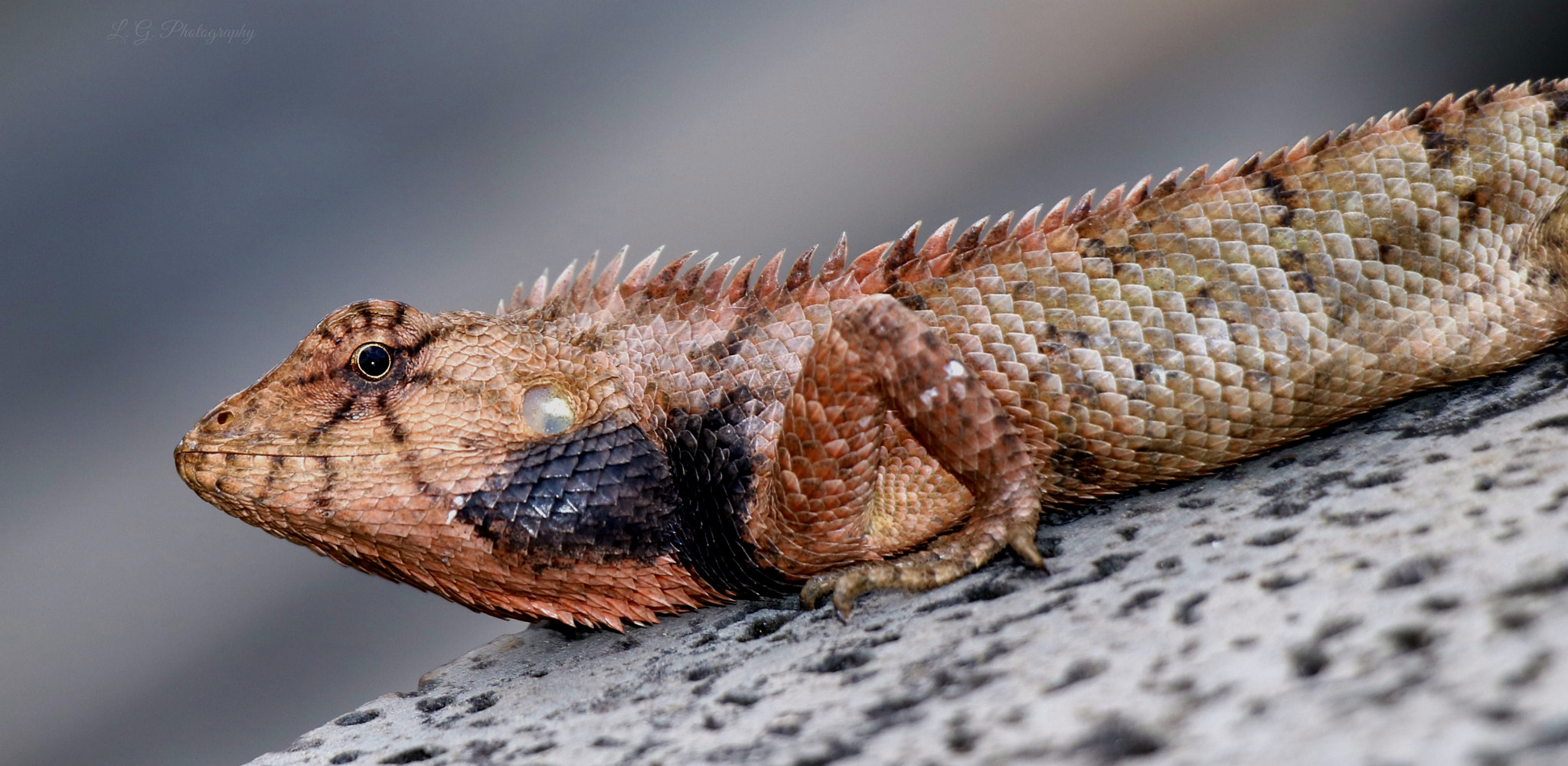 Canon EOS 760D (EOS Rebel T6s / EOS 8000D) sample photo. Lizard... photography