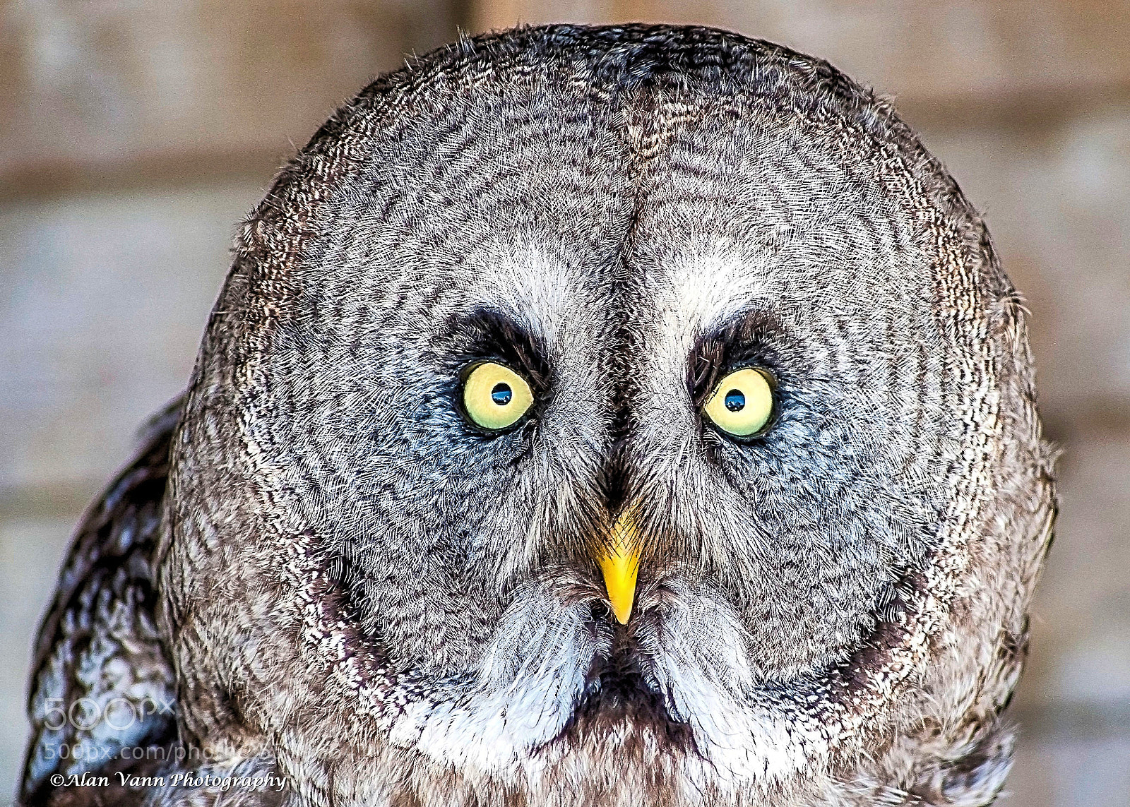 Nikon D3000 sample photo. Transfixed photography