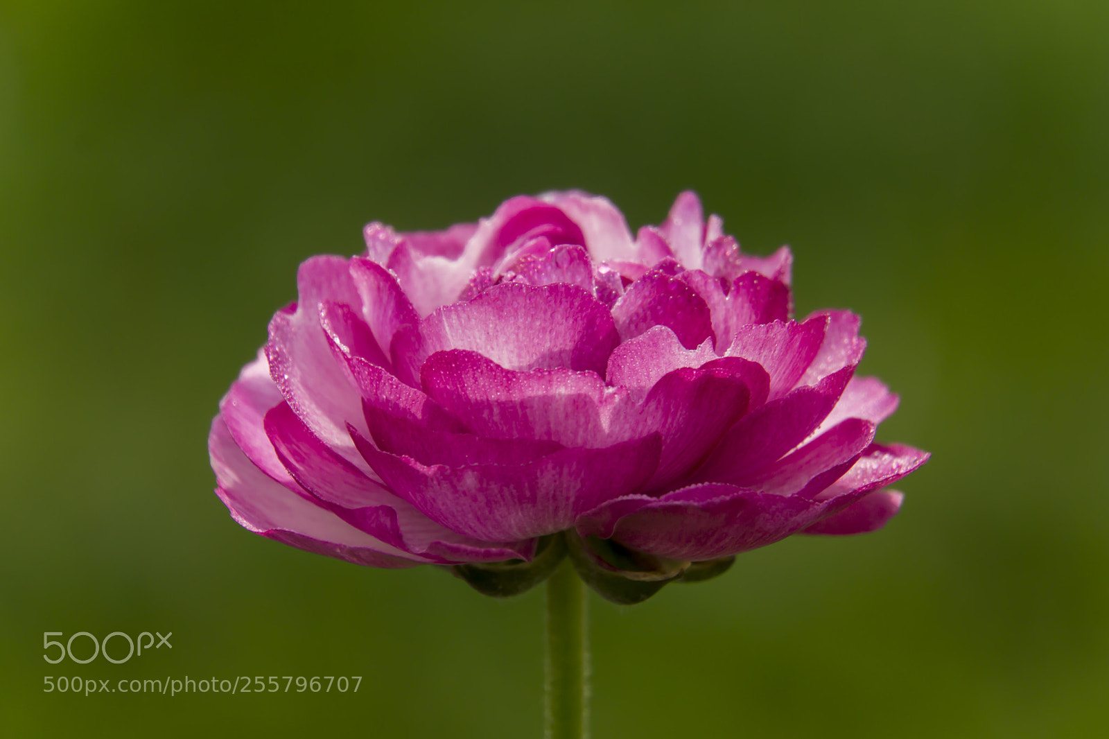 Sony a6000 sample photo. Blooming photography