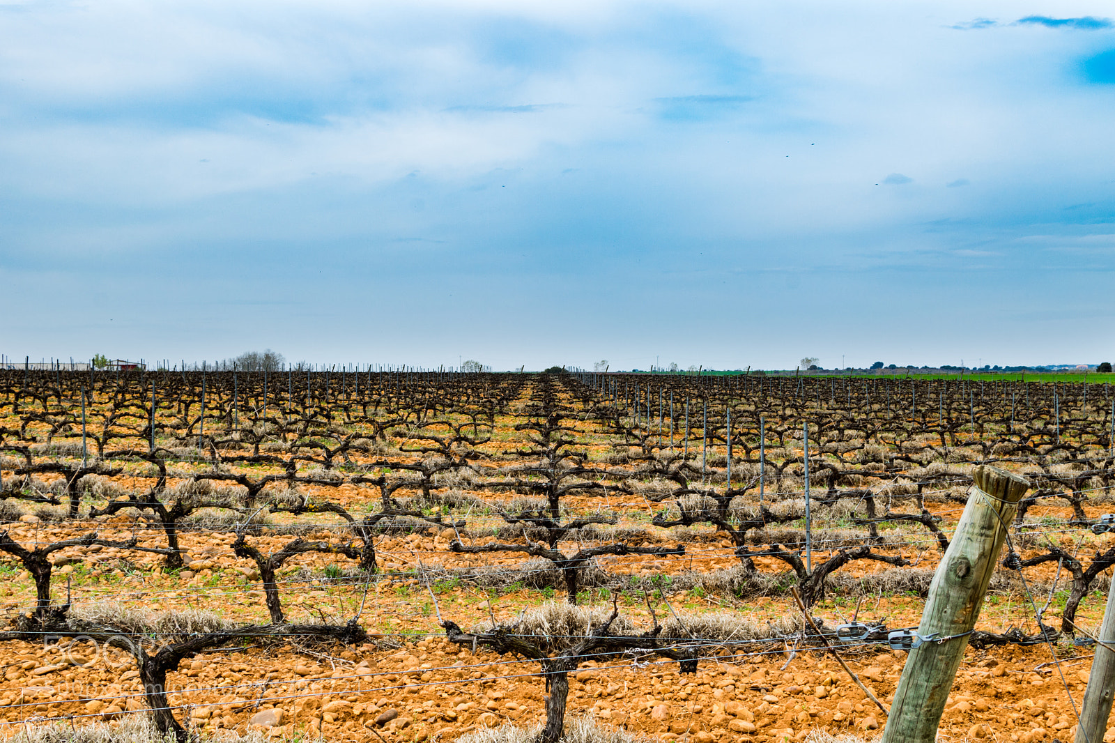 Nikon D5300 sample photo. Vineyard photography