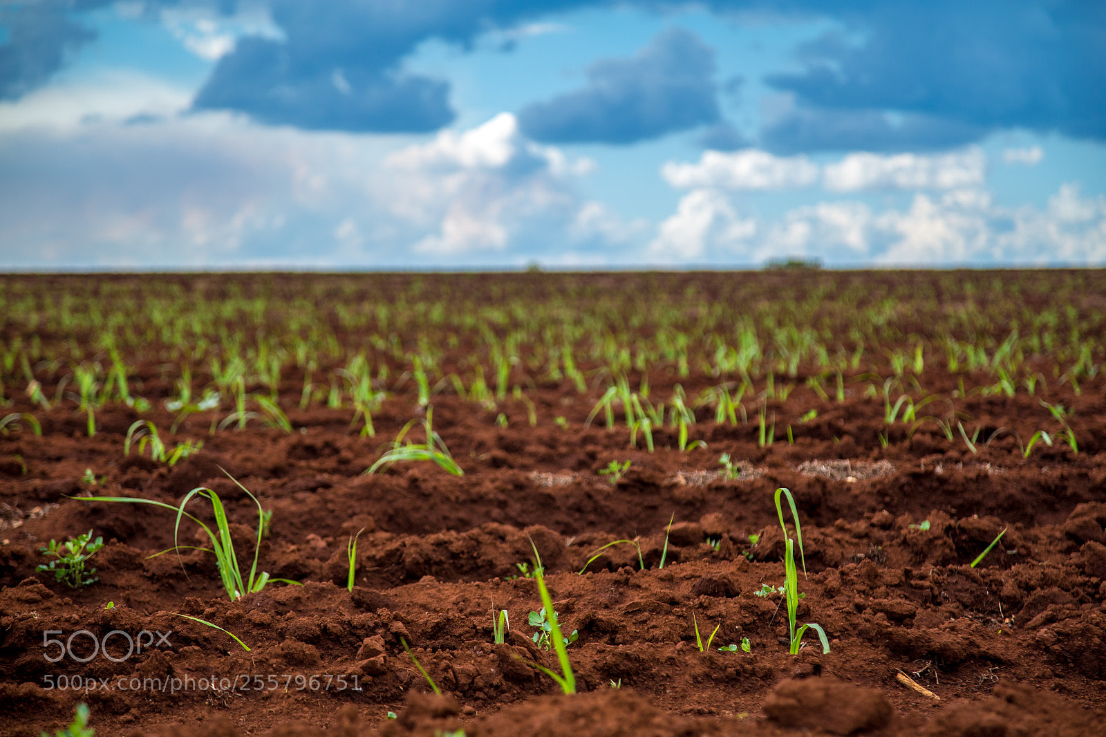 Canon EOS 6D sample photo. Sugar cane sunset plantation photography