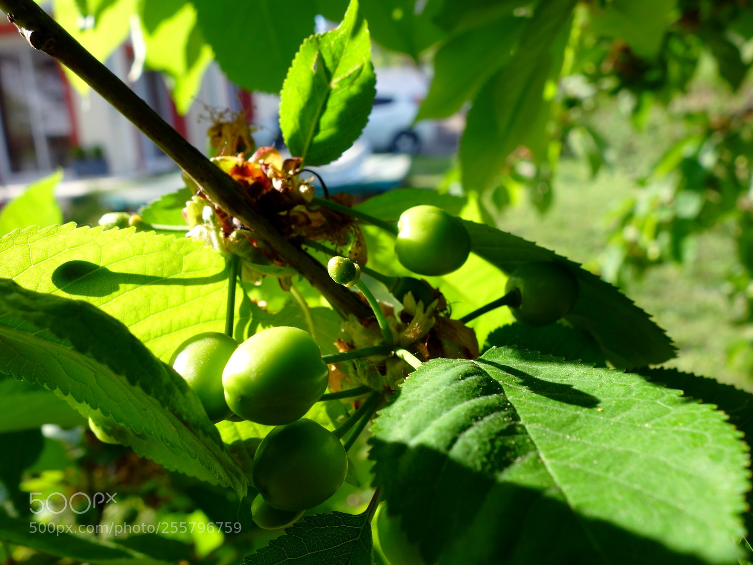 Sony Cyber-shot DSC-RX100 sample photo. Promess photography