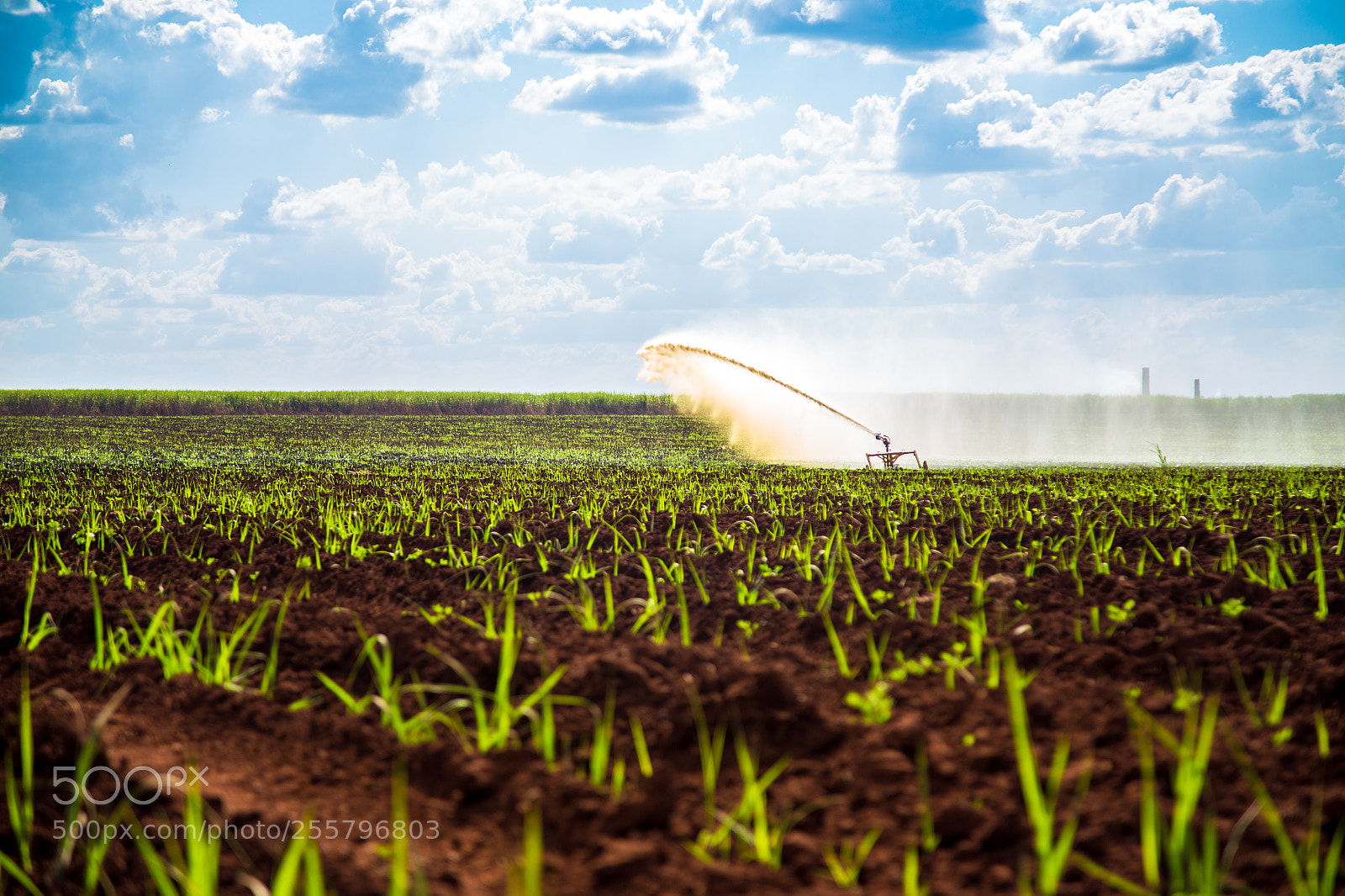 Canon EOS 6D sample photo. Sugar cane sunset plantation photography