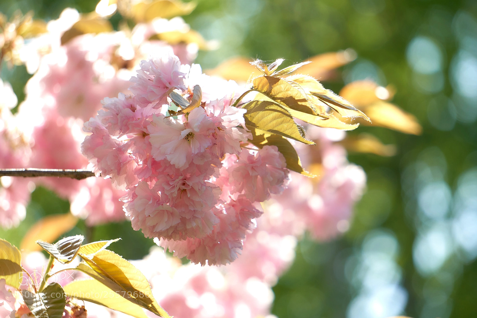 Sony a6300 sample photo. Cherry blossom photography