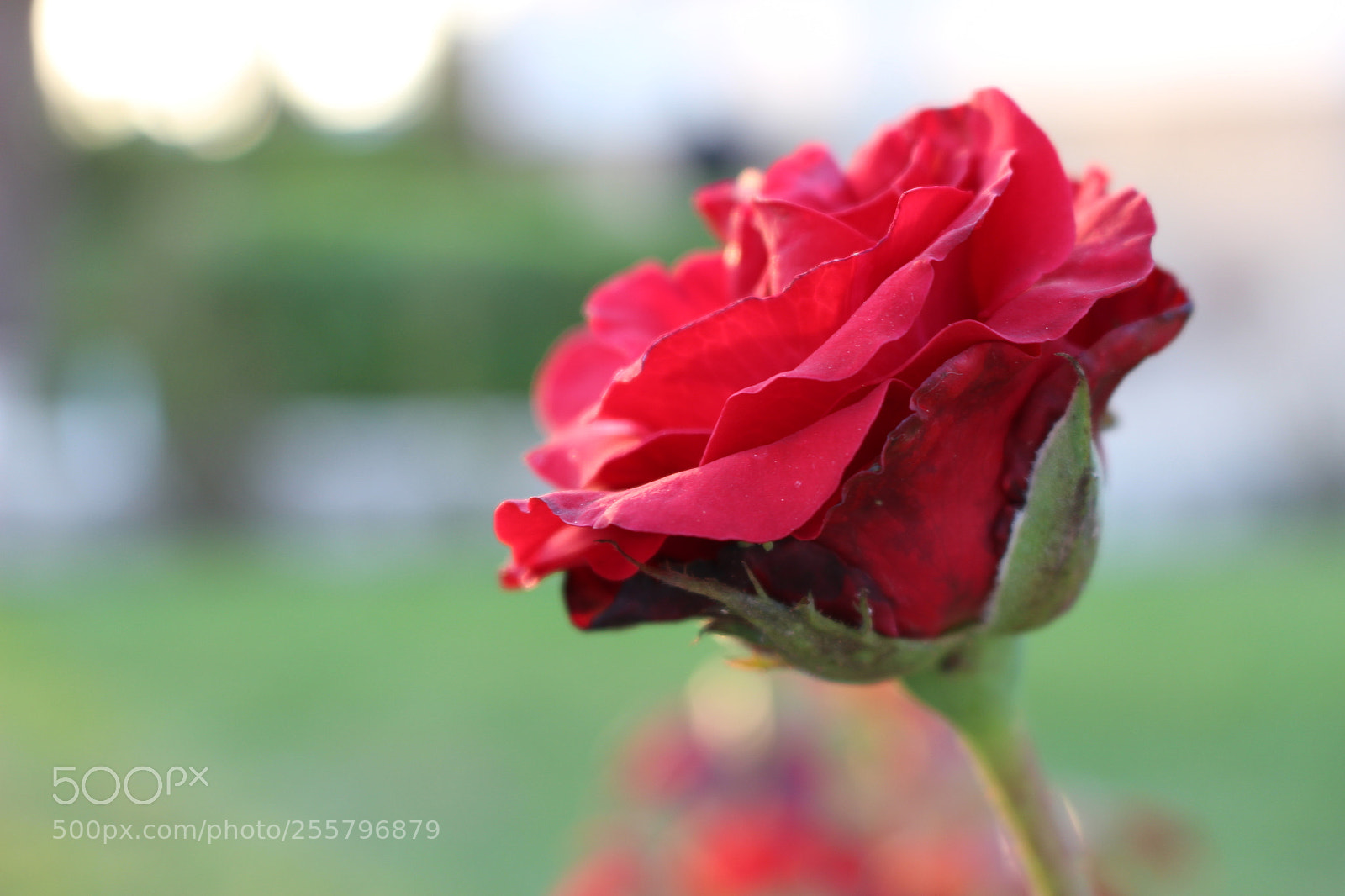 Canon EOS 100D (EOS Rebel SL1 / EOS Kiss X7) sample photo. Flower in les dunes photography