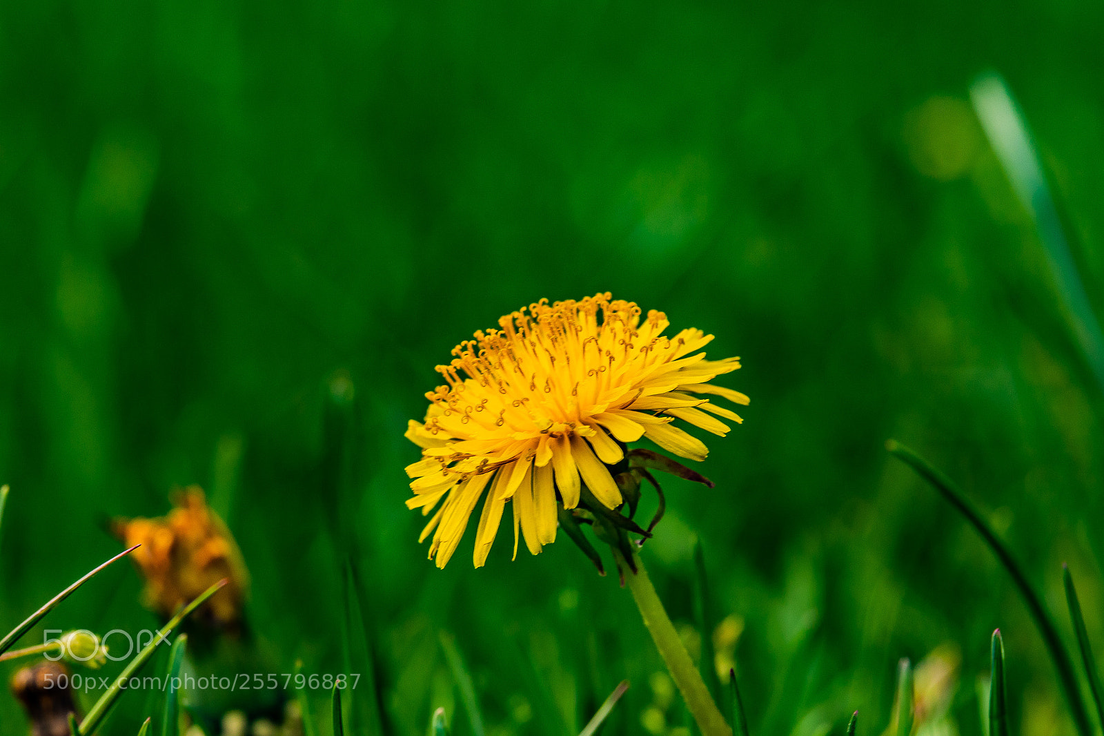 Canon EOS 1300D (EOS Rebel T6 / EOS Kiss X80) sample photo. Dandelion photography