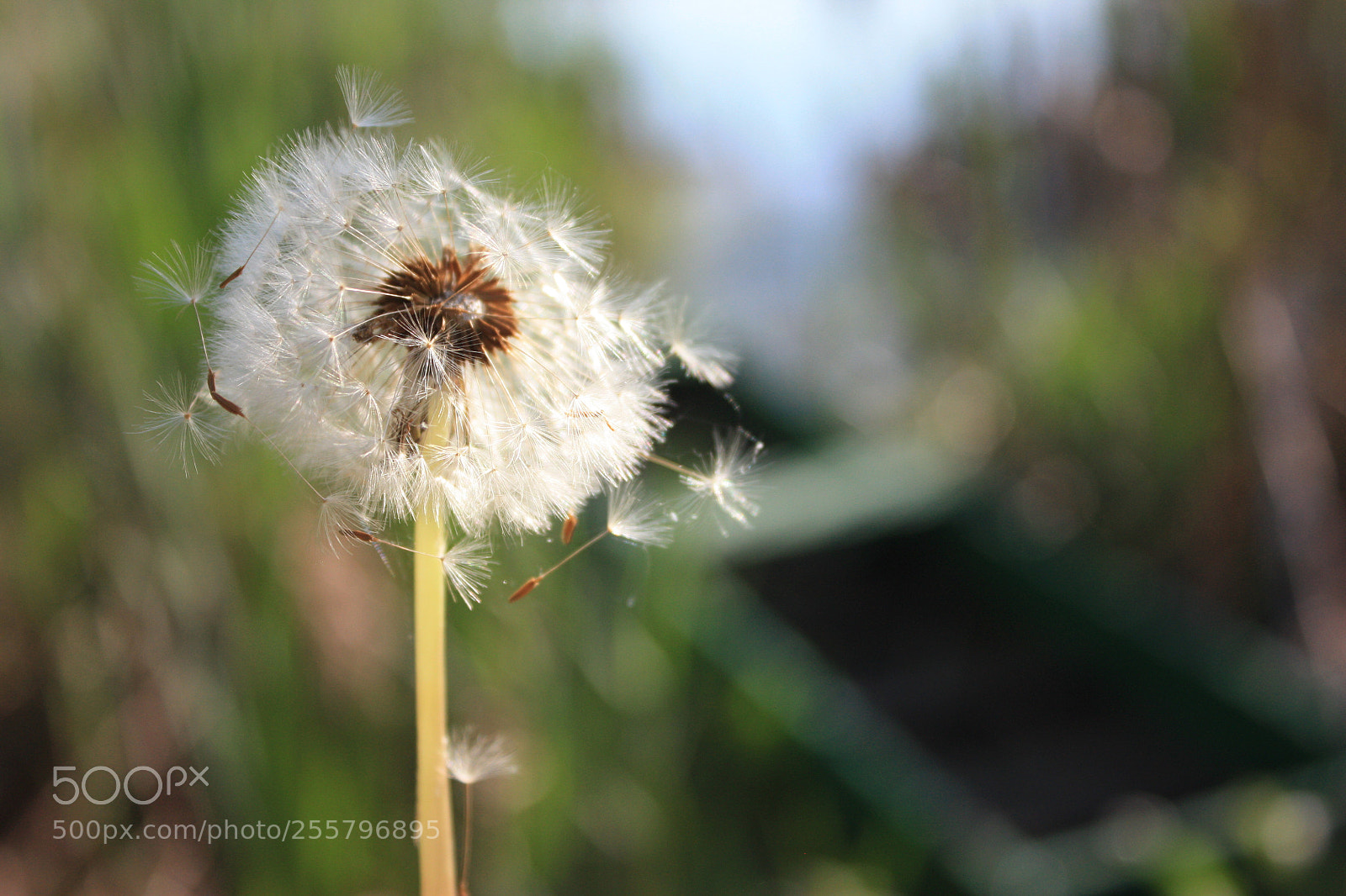 Canon EF-S 18-55mm F3.5-5.6 IS sample photo. 15.jpg photography