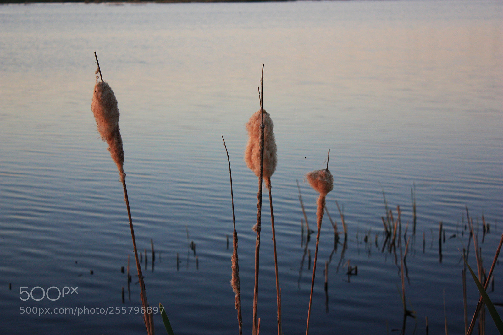 Canon EF-S 18-55mm F3.5-5.6 IS sample photo. 16.jpg photography