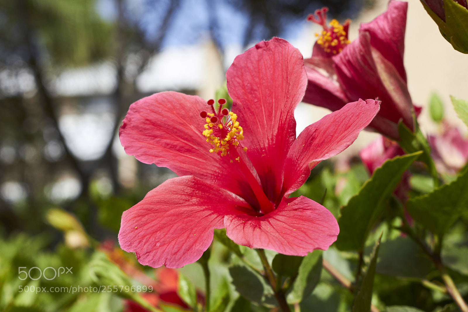 Canon EOS 100D (EOS Rebel SL1 / EOS Kiss X7) sample photo. Flower in les dunes photography