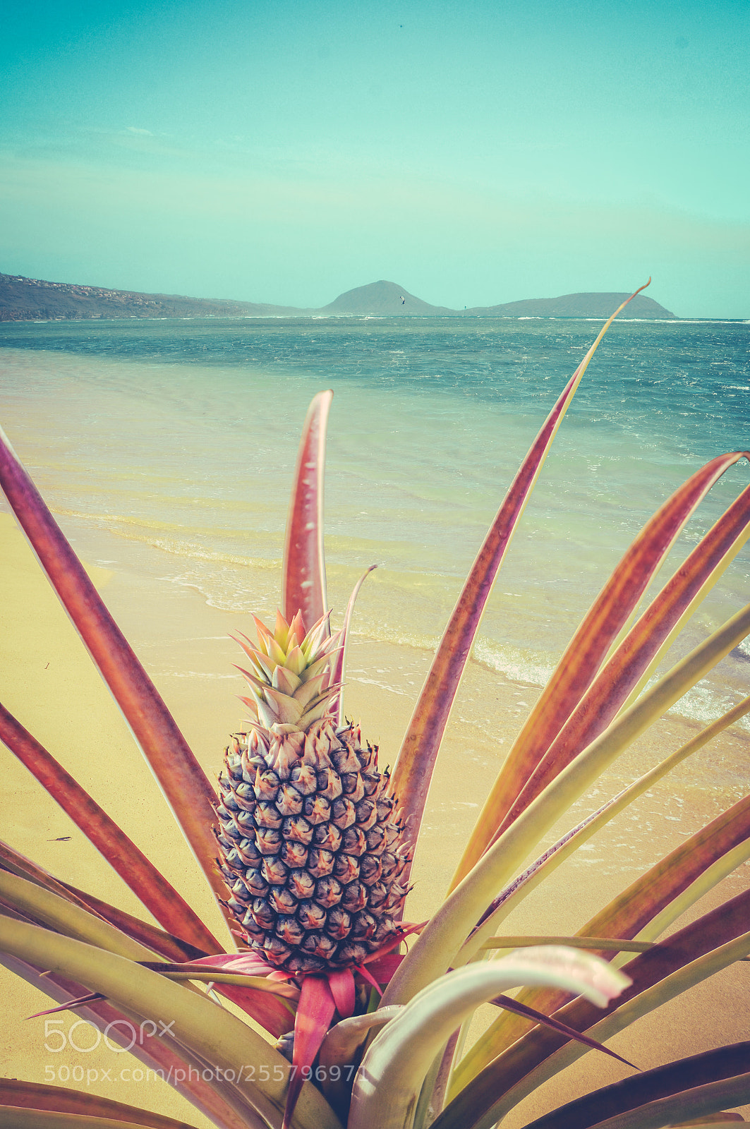 Nikon D7000 sample photo. Retro beach pineapple tree photography