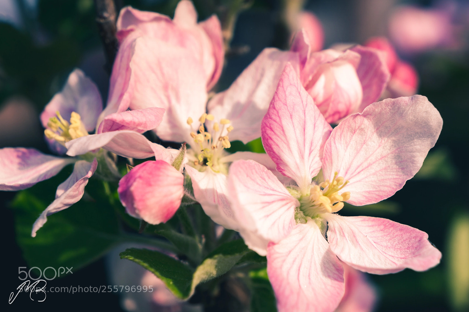 Sony a5100 sample photo. Apple blossoms in the photography