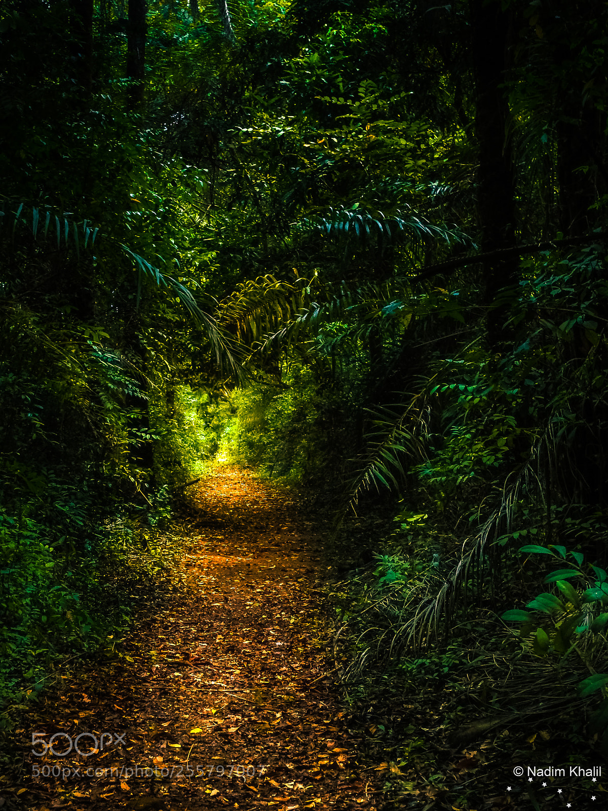 Nikon Coolpix P900 sample photo. Dark forest path photography
