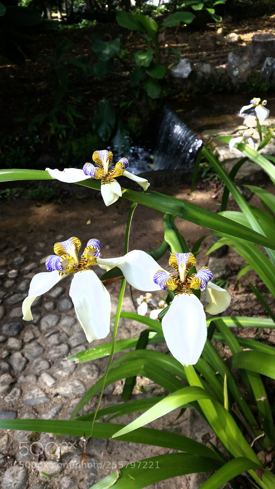 Samsung Galaxy S5 sample photo. Untitled photography