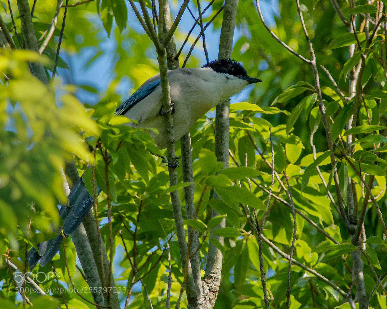 Nikon D500 sample photo. Azure-winged magpie photography