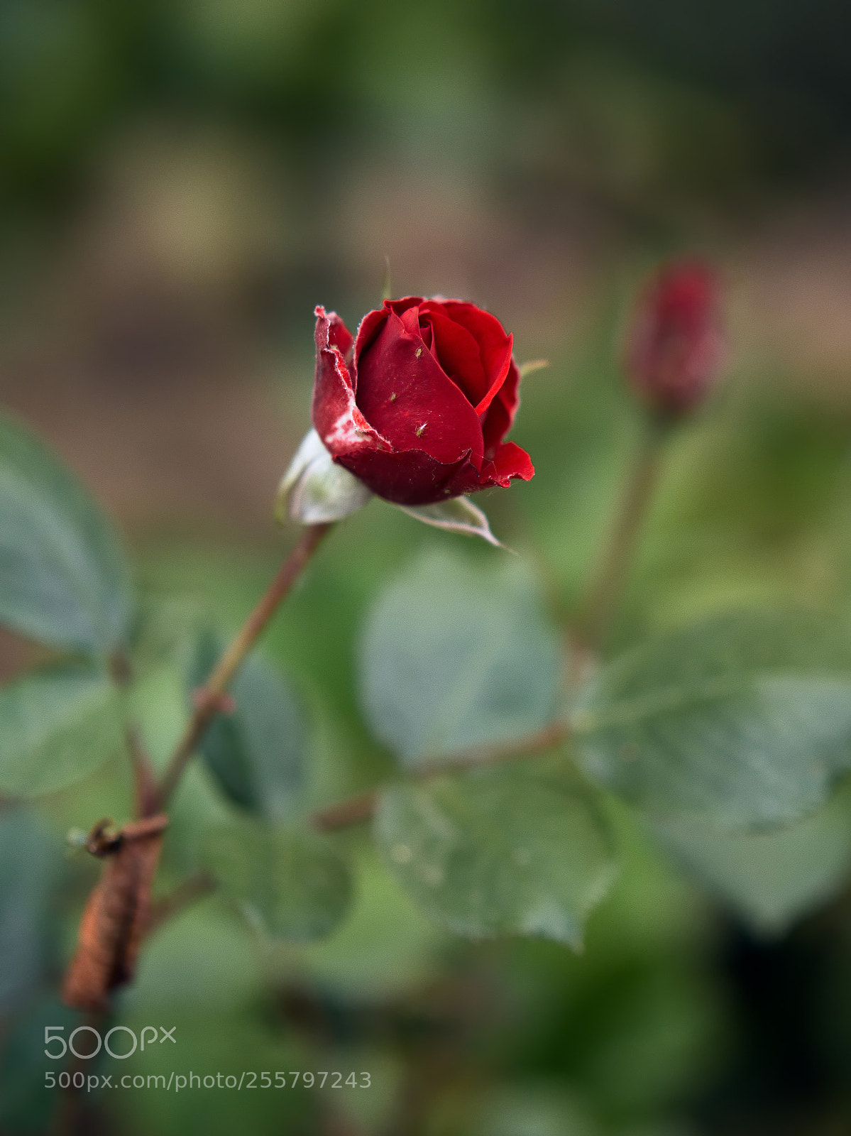 Panasonic Lumix DC-GH5 sample photo. *** photography