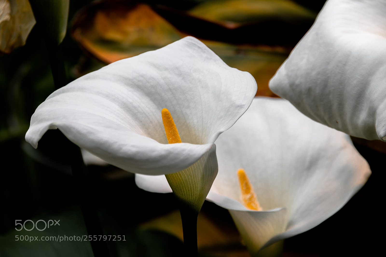 Canon EOS 80D sample photo. White lily at the photography