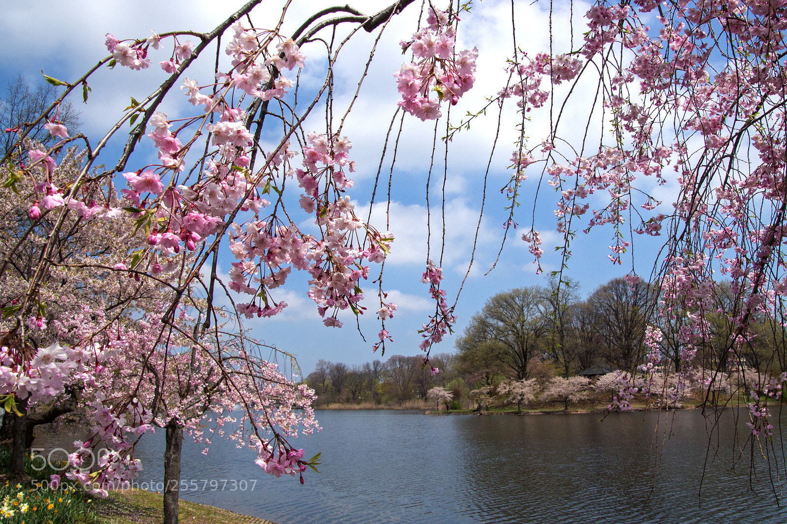 Canon EOS 700D (EOS Rebel T5i / EOS Kiss X7i) sample photo. Branch brook park lake photography