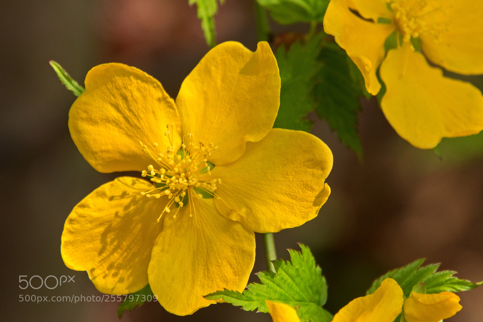 Canon EOS 700D (EOS Rebel T5i / EOS Kiss X7i) sample photo. Yellow blooms photography