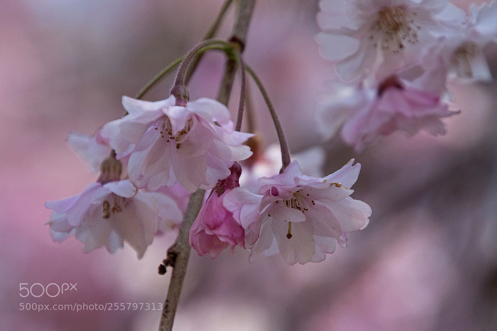 Canon EOS 700D (EOS Rebel T5i / EOS Kiss X7i) sample photo. Cherry blossoms up close photography