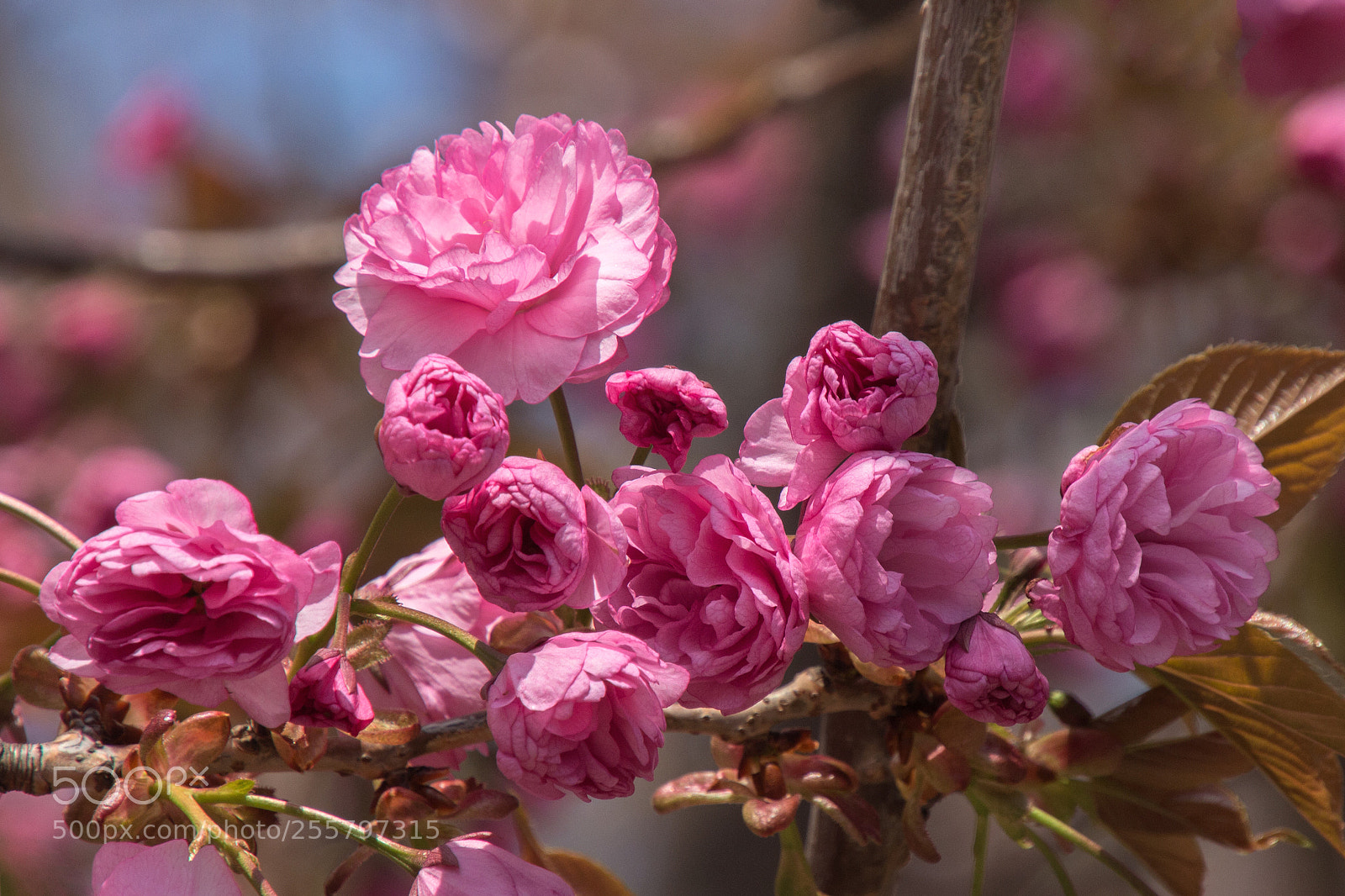 Canon EOS 700D (EOS Rebel T5i / EOS Kiss X7i) sample photo. Deep pink photography