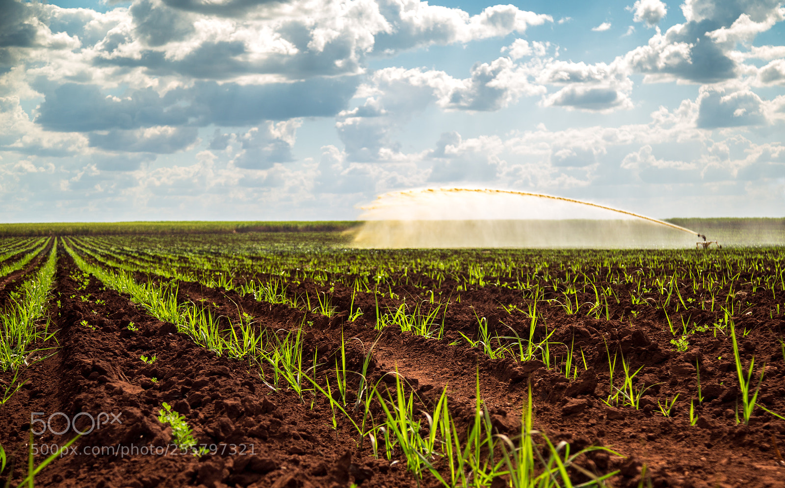 Canon EOS 6D sample photo. Sugar cane sunset plantation photography