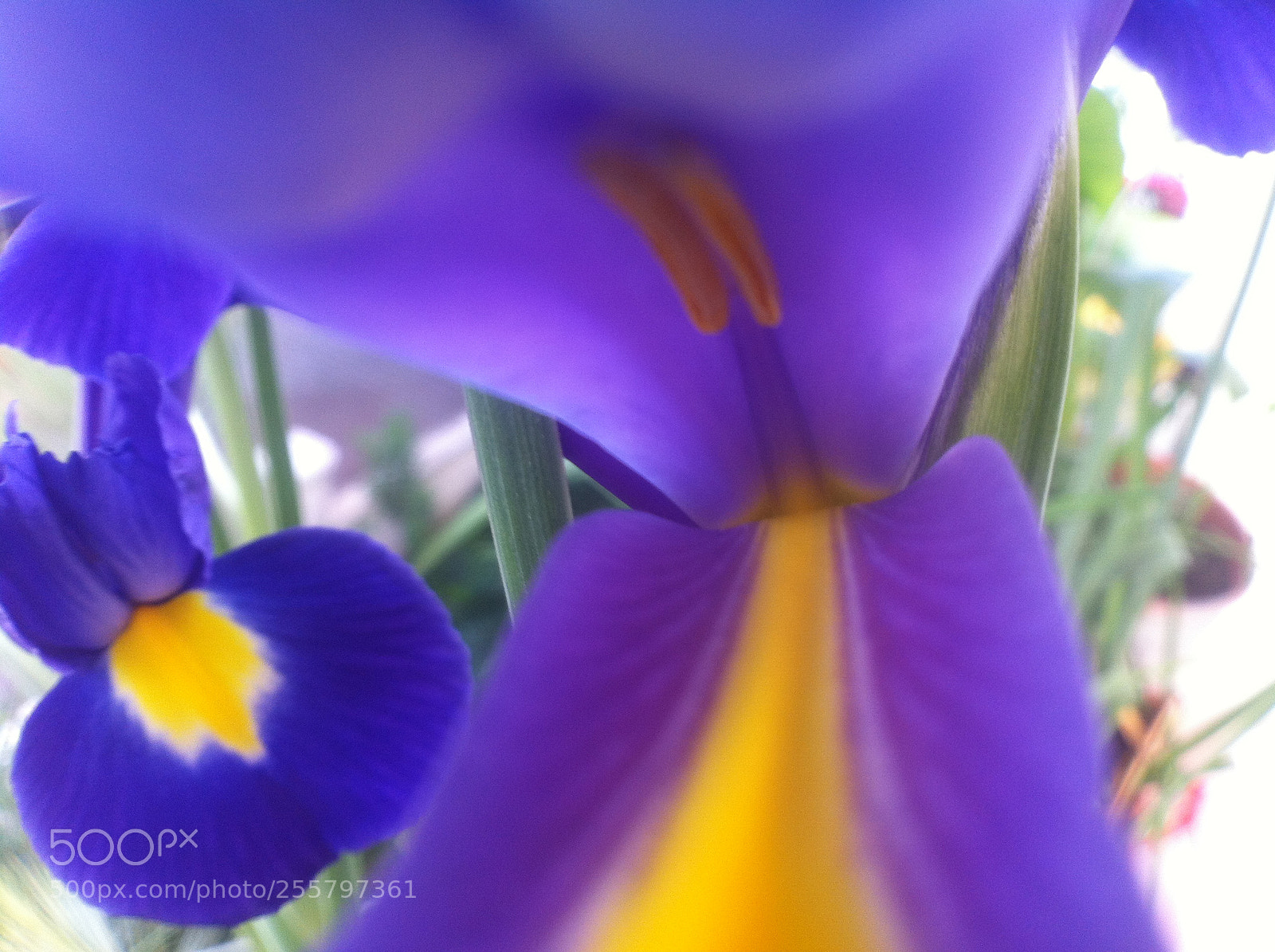 Apple iPhone 4 sample photo. Iris blue photography