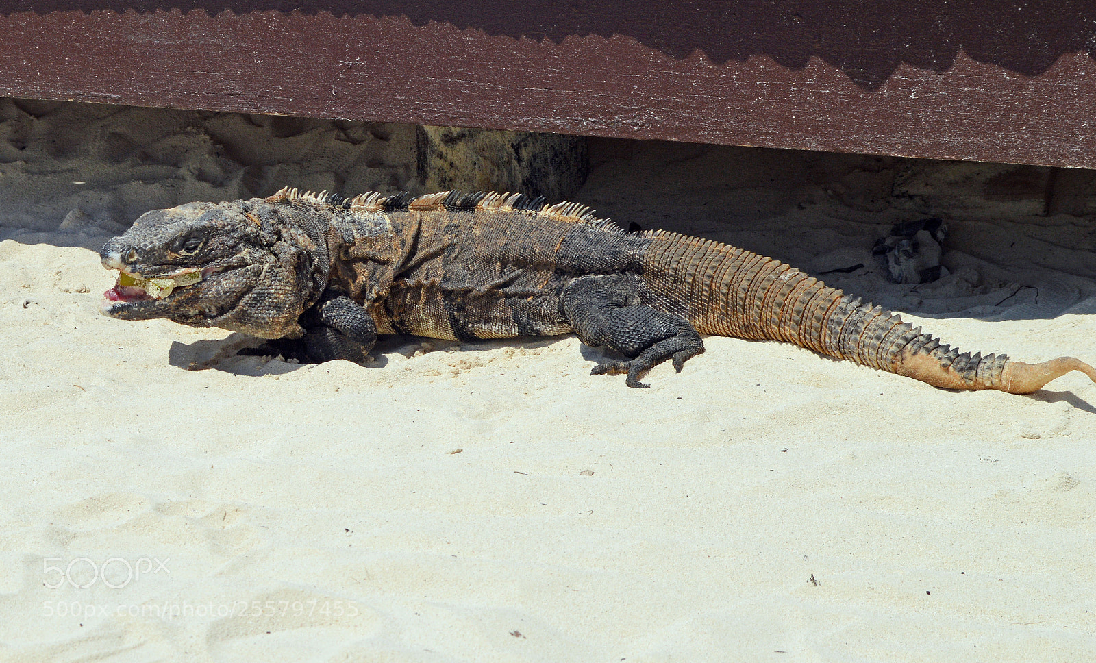 Nikon D3200 sample photo. Capri iguana photography
