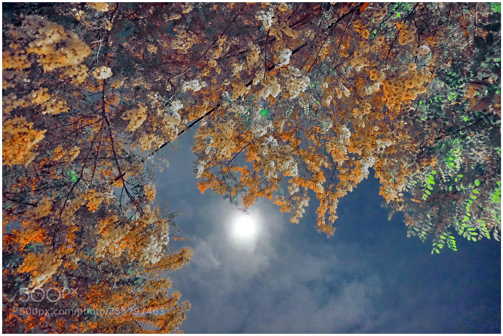 Sony Alpha a5000 (ILCE 5000) sample photo. Moon photography