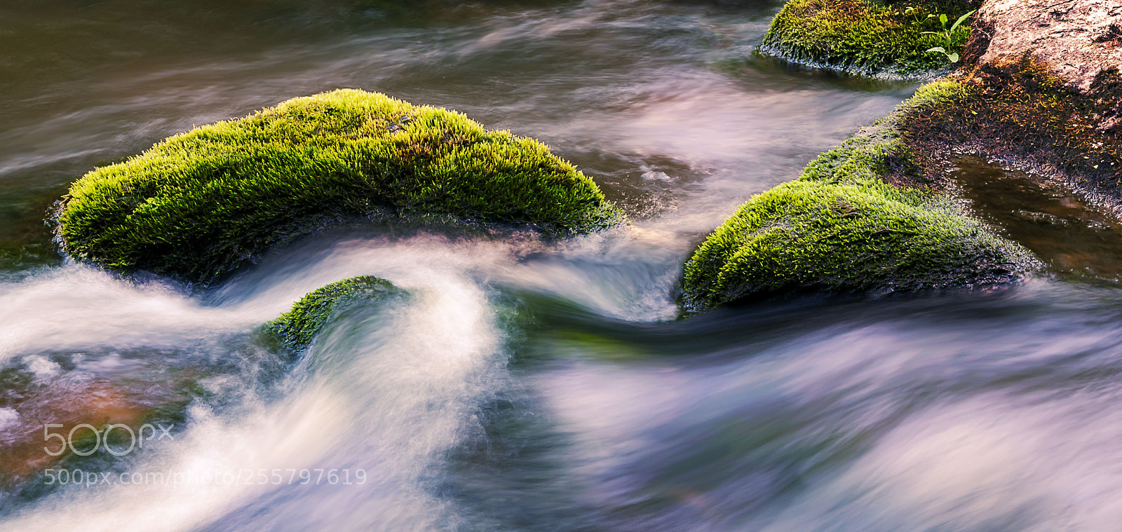 Nikon D80 sample photo. Mossy stones photography