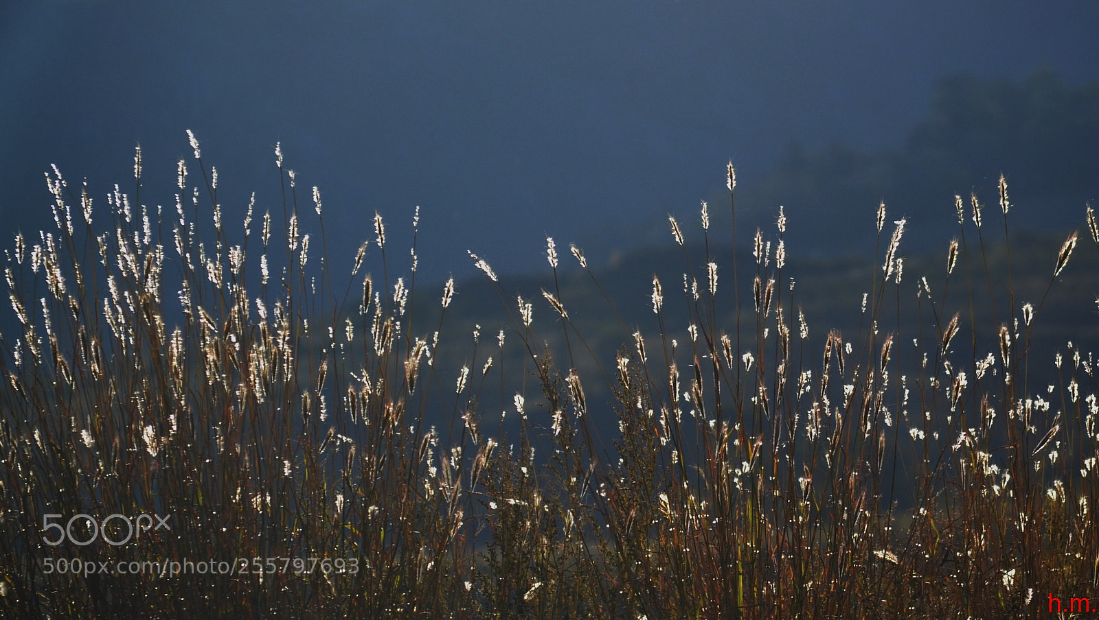 Nikon D3100 sample photo. Ffdado photography
