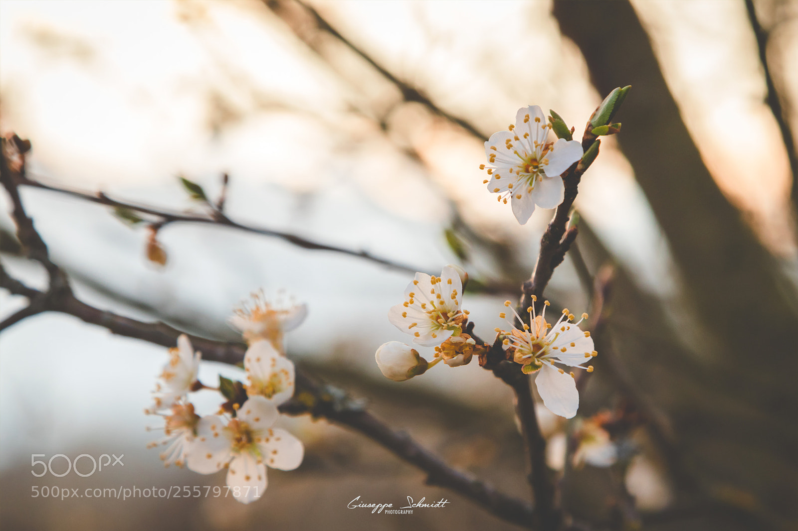 Canon EOS 80D sample photo. Spring photography