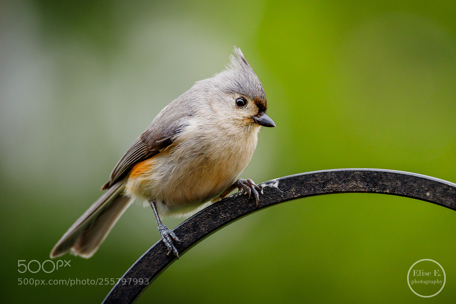Canon EOS 6D Mark II sample photo. Tufted titmouse photography
