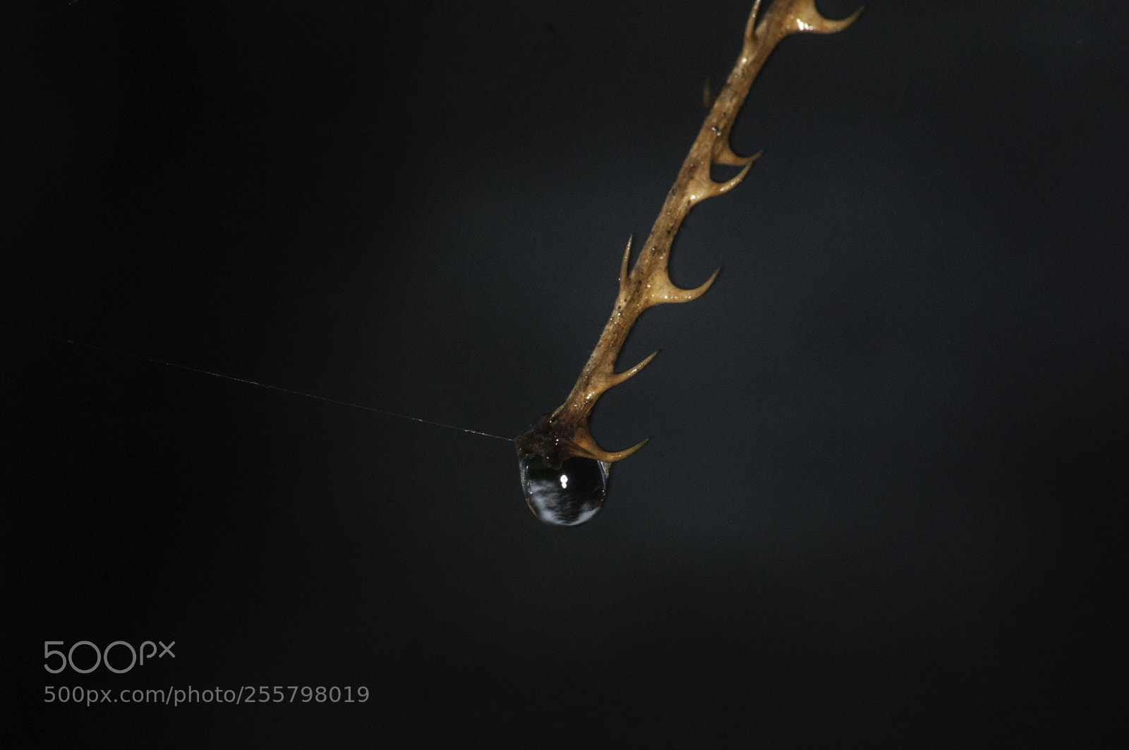 Nikon D5000 sample photo. Water drop photography