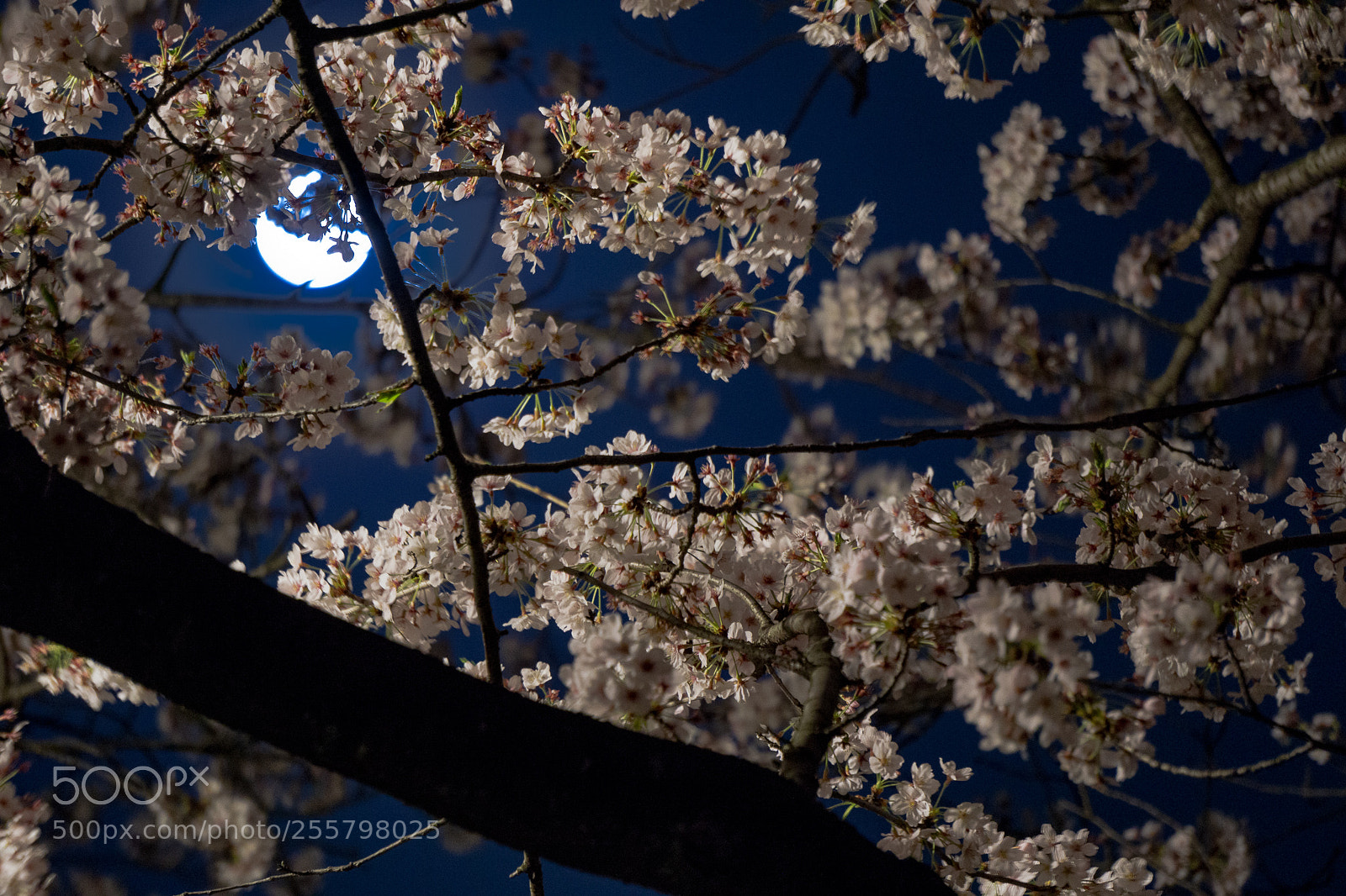 Sony a6000 sample photo. Sakura&moon photography