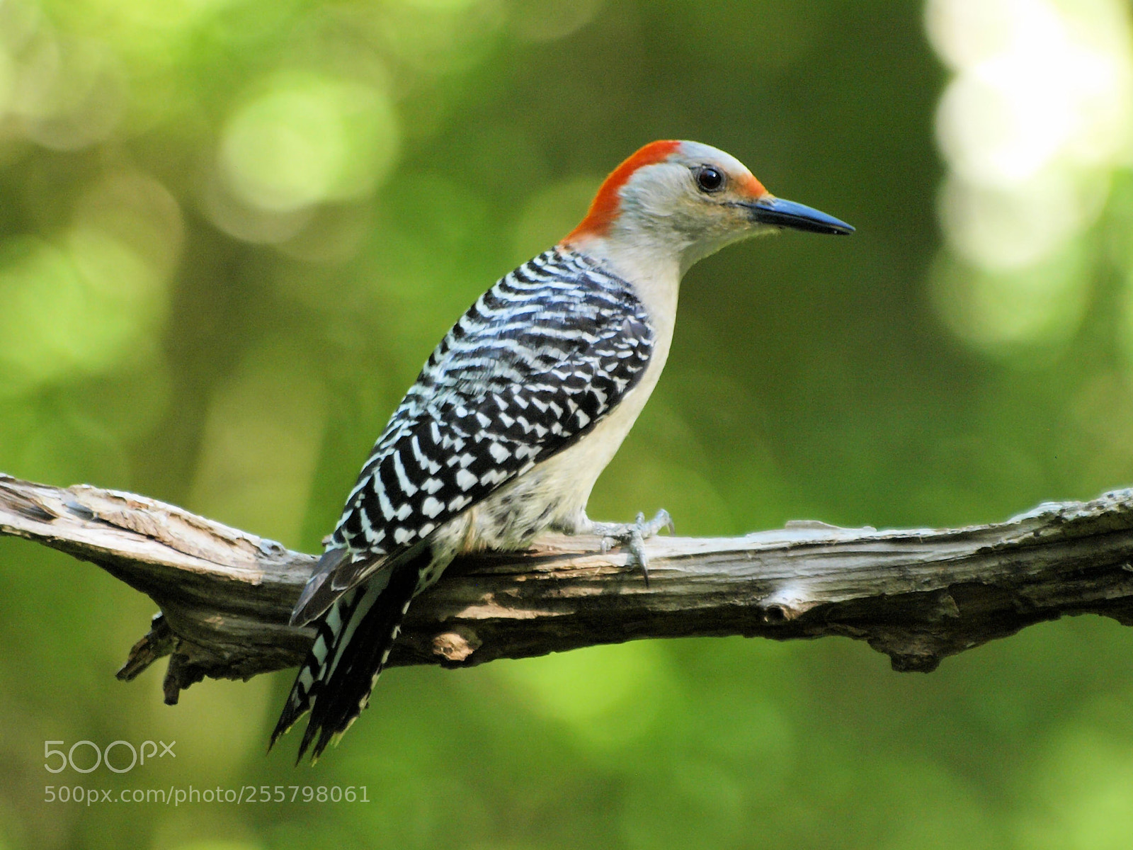 Olympus E-520 (EVOLT E-520) sample photo. Red-bellied woodpecker photography