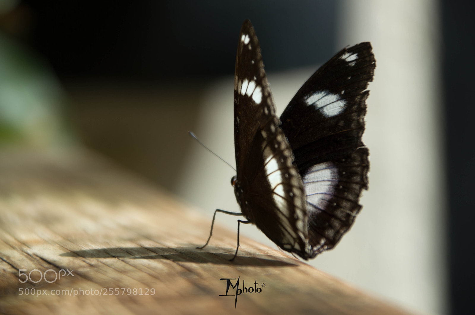 Nikon D3200 sample photo. Butterfly photography